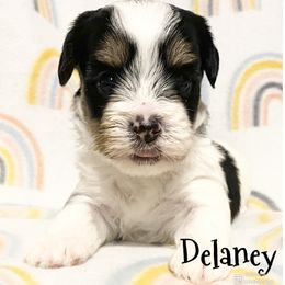 Biewer Terrier and Yorkshire Terrier Puppies from [580] Biewers and Yorkies